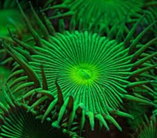 Green implosion paly for sale  East Hampton