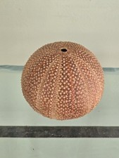 Atural sea urchin for sale  Winchester