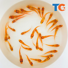 Albino catfish sale for sale  Martinsville