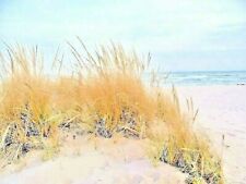American beach grass d'occasion  Expédié en Belgium