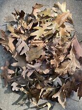 Real oak leaves for sale  Andover