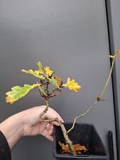 Shohin oak bonsai for sale  LIVERPOOL