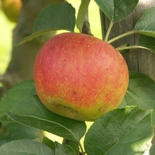 Pommier ancien bénédictin d'occasion  Pouzauges