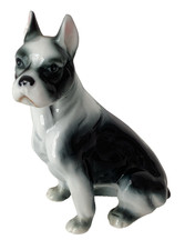 Boston terrier dog for sale  CLECKHEATON