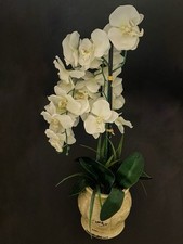 Soft white orchid for sale  Trenton