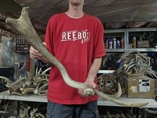 Freak elk shed for sale  Montrose