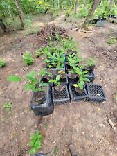 jack fruit tree for sale jack fruit tree for sale Piedmont