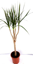 Drachenbaum dracaena pflanze gebraucht kaufen  Gronau