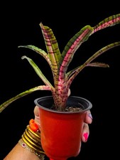 zebra plants for sale  San Juan