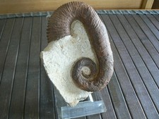 Acrioceras ammonite deroulee d'occasion  Pavilly