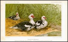 1894 antique chromolithograph d'occasion  Expédié en Belgium
