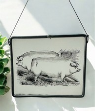 Chester white hogs for sale  Ormond Beach