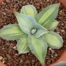 Agave parryi ssp. usato  Napoli
