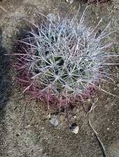 barrel head cactus for sale barrel head cactus for sale Thousand Palms