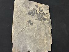 Devonian fossil fish for sale  Shipping to Ireland