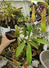 Nepenthes cornuta mindanao d'occasion  Beaumont-de-Lomagne
