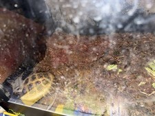 Russian box tortoise for sale  Prescott