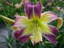 Hemerocallis praying mantis gebraucht kaufen  Burgdorf
