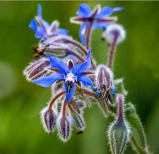 Borage plug plants for sale  HALSTEAD