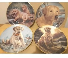 Labrador dog collectors for sale  DERBY