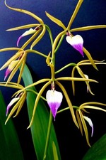 Epidendrum species elegant usato  Spedire a Italy