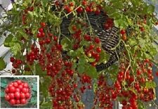 Pflanzen honigtomate den gebraucht kaufen  Kaiserslautern