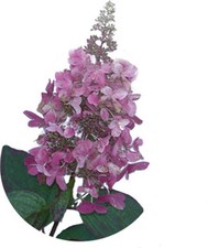 Rispenhortensie pinky winky gebraucht kaufen  Deutschland