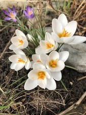 Weiße schneekrokusse krokusse gebraucht kaufen Weiße schneekrokusse krokusse gebraucht kaufen  Kaiserslautern