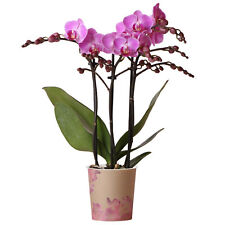 orchid house plant for sale orchid house plant for sale UK