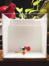 Platinum redtail dumbo for sale  Huntington Beach