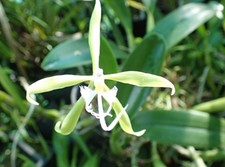 Epidendrum ciliare fringed for sale  North Royalton