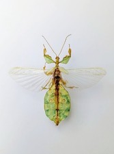 Entomology taxidermy phyllium usato  Roma