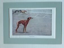 Whippets dog print for sale  UK