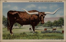 Texas long horn for sale  Sandusky