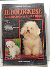 Bolognese bichon poil usato  Monterotondo