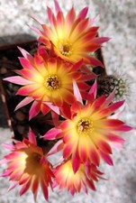 Chamaecereus poseidon cm gebraucht kaufen  Nürnberg
