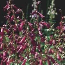 Penstemon blackbird perennial for sale  SALTASH