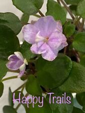 African violet happy for sale  North Brookfield