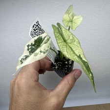 Alocasia simpo variegata for sale  STAINES-UPON-THAMES