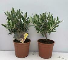 Pianta ulivo bonsai usato  Altamura
