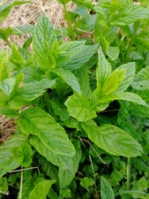 Plants menthe verte d'occasion  Dieulefit