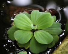 Pistia stratiotes giganti usato  Benevento