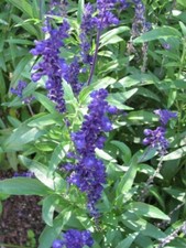 Sage victoria blue for sale  Jackson