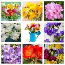 Freesia summer flowering for sale  CRAWLEY