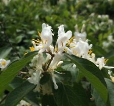 50pcs lonicera fragrantissima for sale  Rockville