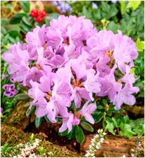 Dwarf rhododendron japonica for sale  PRESTON