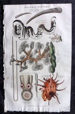 Good 1813 hand for sale  UK
