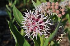 Showy milkweed seeds for sale  Deltona