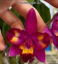 Cattleya hawaiian splash for sale  SHREWSBURY
