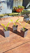 Trachycarpus fortunei wagneria usato  Imperia